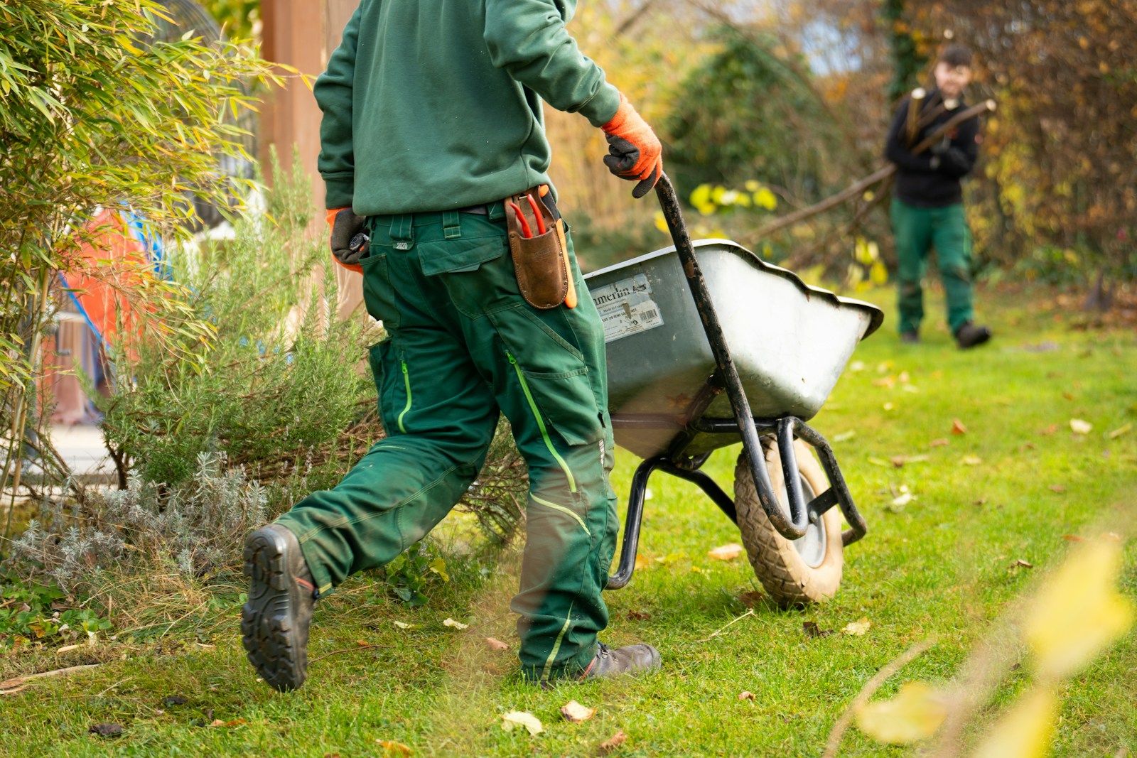 Open native meadow planting