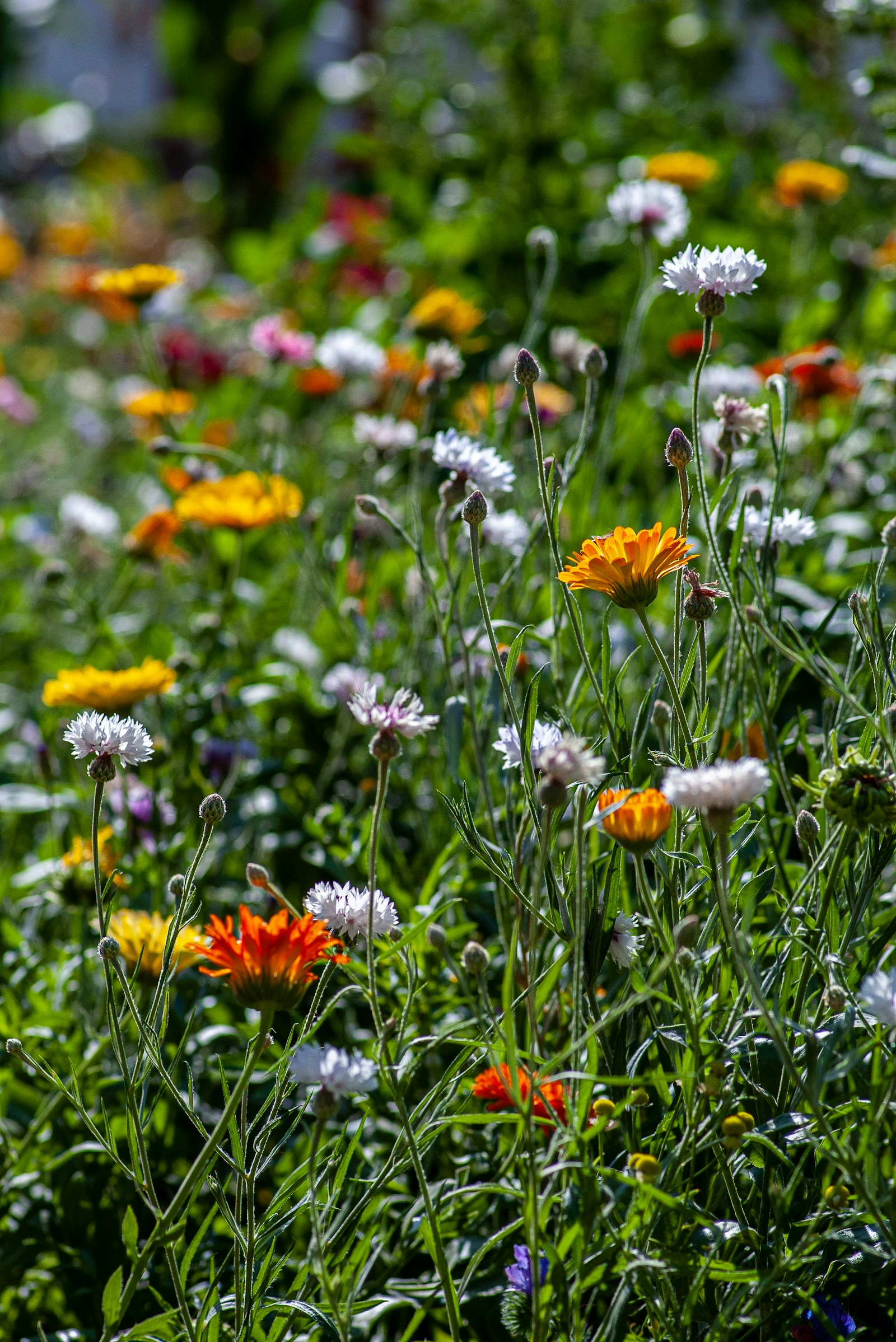 Florida wildflower meadow